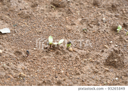 Summer is coming soon Mini sunflowers are sprouting Summer is coming soon Mini sunflowers are sprouting 93265849