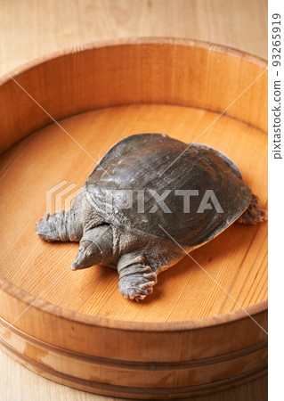 Live soft-shelled turtle 93265919