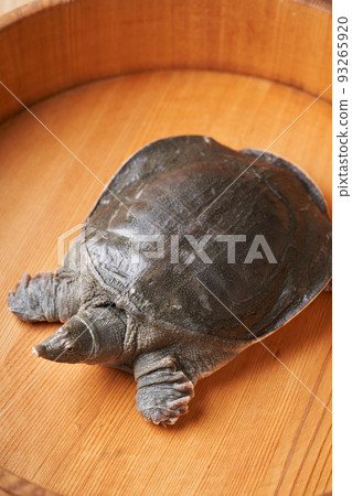 Live soft-shelled turtle Live soft-shelled turtle 93265920