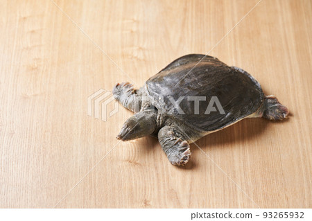 Live soft-shelled turtle 93265932