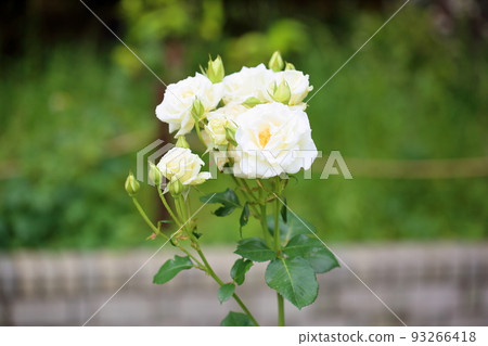 Rose Flower White Lightnin 93266418