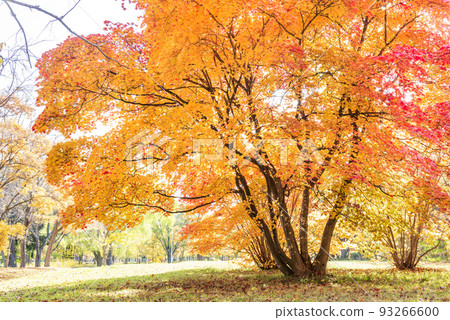 Autumn leaves Makomanai Park Sapporo 93266600
