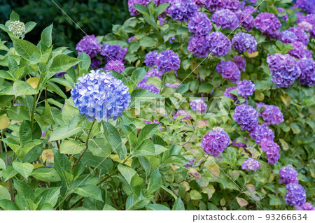 Gesshoji繡球花 Gesshoji繡球花 93266634