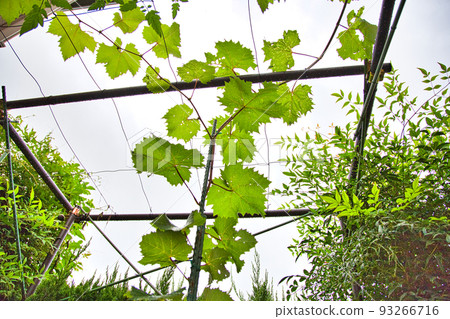 我的葡萄園 93266716