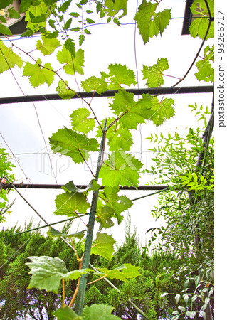 我的葡萄園 93266717