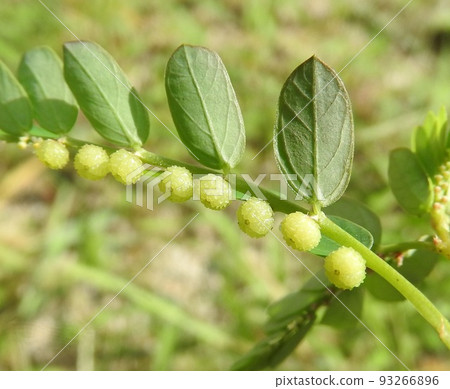 Phyllanthus，一種常見於路邊和田野的雜草 93266896