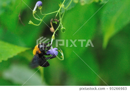 Flower-visiting insect Kimnekuma wasp 93266983
