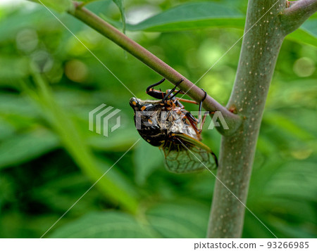 Kumazemi, a special product of Japan 93266985