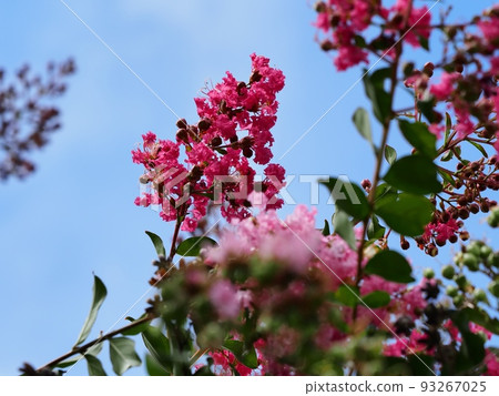 縐紗花 縐紗花 93267025