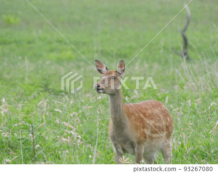 Yezo deer 3 female 93267080