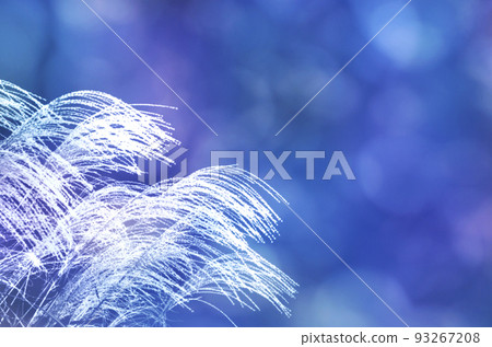 陽光透過蔚藍的暮色樹葉和泛著光的蒲葦剪影 93267208