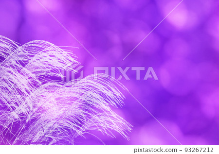 The sunlight filtering through the trees in the purple evening and the silhouette of the pampas grass overflowing with light 93267212