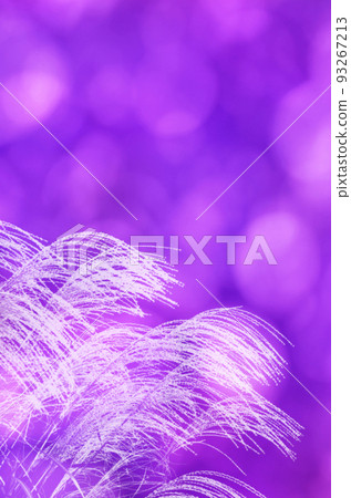 The sunlight filtering through the trees in the purple evening and the silhouette of the pampas grass overflowing with light 93267213