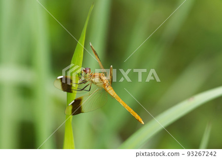 Dragonfly Miyama Akane ♀ 93267242