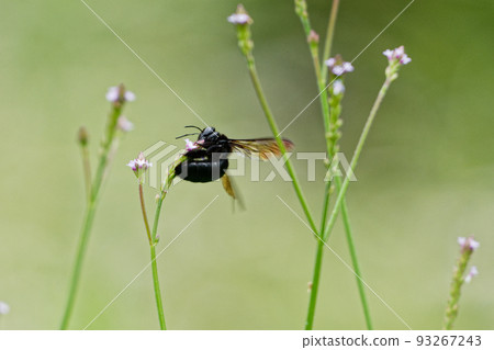 Flower-visiting insect Xylocopa tranquilis 93267243