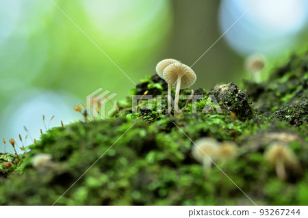 Mushroom world 93267244