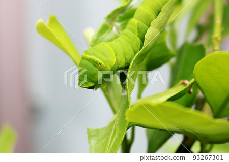 A large green swallowtail caterpillar eating a mandarin leaf (side view) A large green swallowtail caterpillar eating a mandarin leaf (side view) 93267301