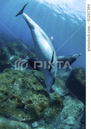 禦倉島海豚觀賞 93267364