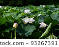 Lotus flower  93267391