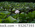 Lotus flower  93267393