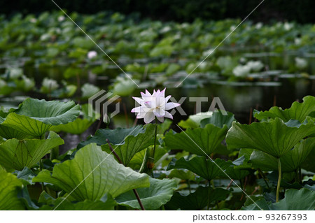 Lotus flower Lotus flower 93267393