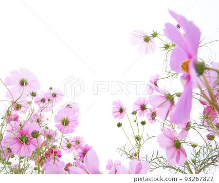 高調粉色波斯菊花田白底低角度 93267822