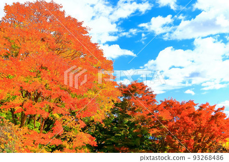 Clear blue skies and bright autumn leaves Clear blue skies and bright autumn leaves 93268486