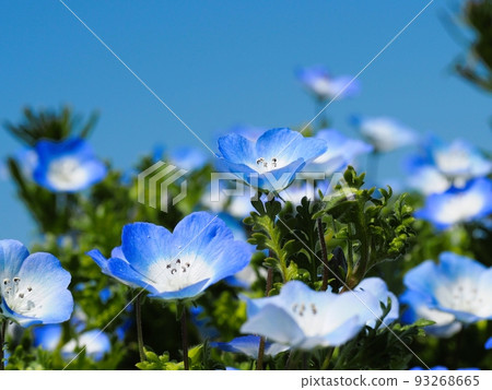 Cute nemophila blooming towards the sky 93268665