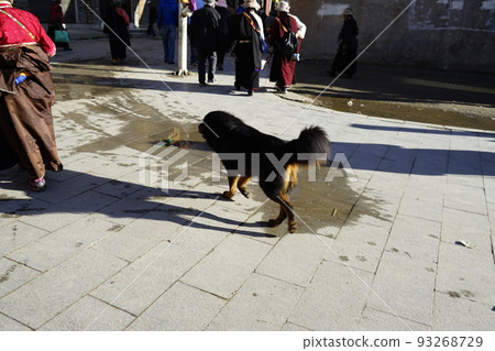 玉樹（中國，青海） 93268729