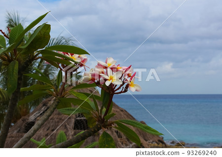 Blooming phumelia or Champa flower at Bahamas 93269240