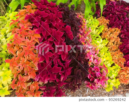 Close up of Coleus leaves Close up of Coleus leaves 93269242