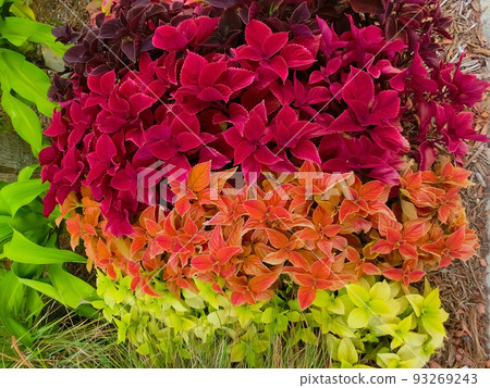 Close up of Coleus leaves Close up of Coleus leaves 93269243