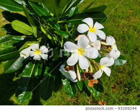 Blooming phumelia or Champa flower at Bahamas Blooming phumelia or Champa flower at Bahamas 93269244