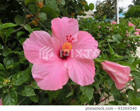 A big red hibiscus flower at Bahamas A big red hibiscus flower at Bahamas 93269340