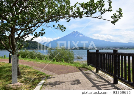 富士河口湖町河口湖北岸步行道、富士山和新鮮的綠色植物 93269655
