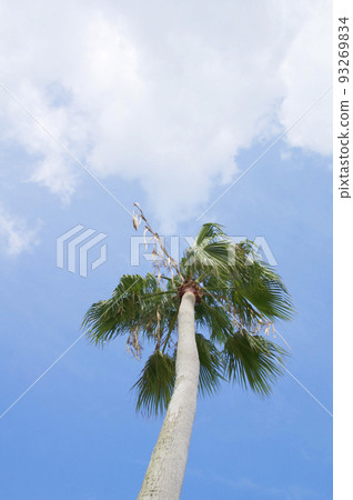 夏日的天空 93269834