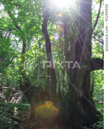 An image of a large katsura tree in the Japanese pond of the Tajima Botanical Garden with a beam of light An image of a large katsura tree in the Japanese pond of the Tajima Botanical Garden with a beam of light 93269926