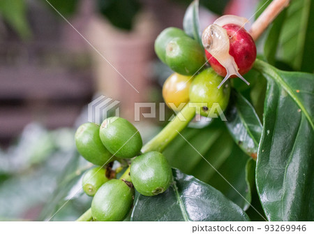 Close up of Snail live on the Coffea tree. 93269946
