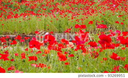 紅罌粟的領域 93269951