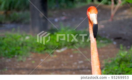 從前面看到的火烈鳥臉 93269953