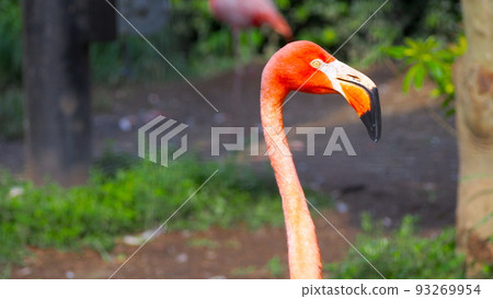 側臉火烈鳥 93269954
