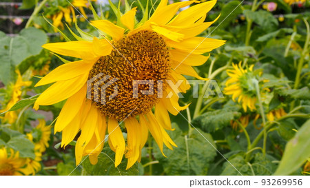 向日葵開花了 93269956