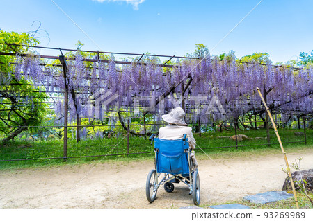 滋賀縣日野町鐮岳正法寺,一名坐在輪椅上的婦女看著一棵樹齡超過 300 年的老紫藤樹 滋賀縣日野町鐮岳正法寺,一名坐在輪椅上的婦女看著一棵樹齡超過 300 年的老紫藤樹 93269989