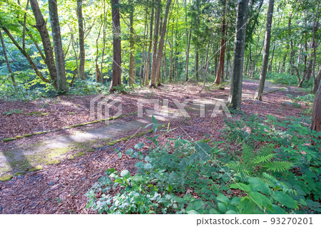 Beech forest, sunbeams promenade (Mt. Daisen) 93270201