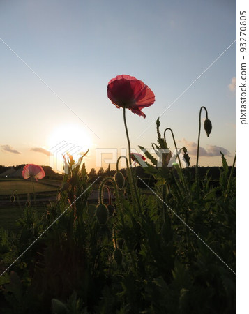 黃昏的天空和紅色的罌粟花 93270805