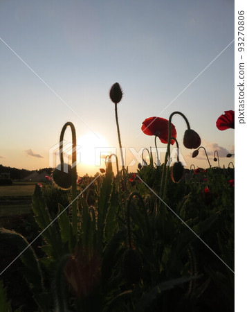 黃昏的天空和紅色的罌粟花 93270806