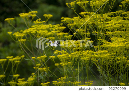 圓白菜蝴蝶棲息在一朵黃色的花上 93270999