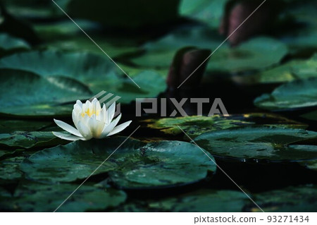 石神井公園三方寺池中盛開的睡蓮 93271434