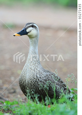 斑嘴鴨在石神井公園散步 93271435