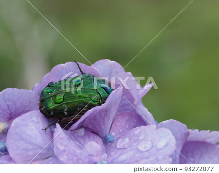 即使在繡球花中避雨後也會被弄濕的昆蟲 93272077